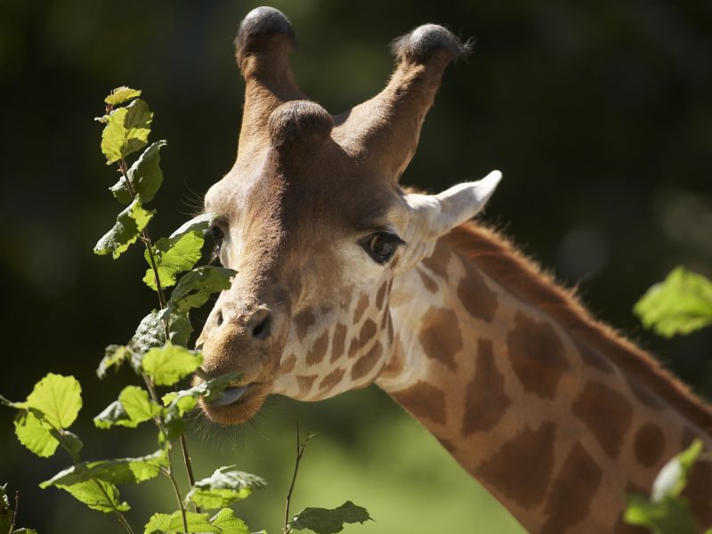 Zoo de Champrepus : girafe