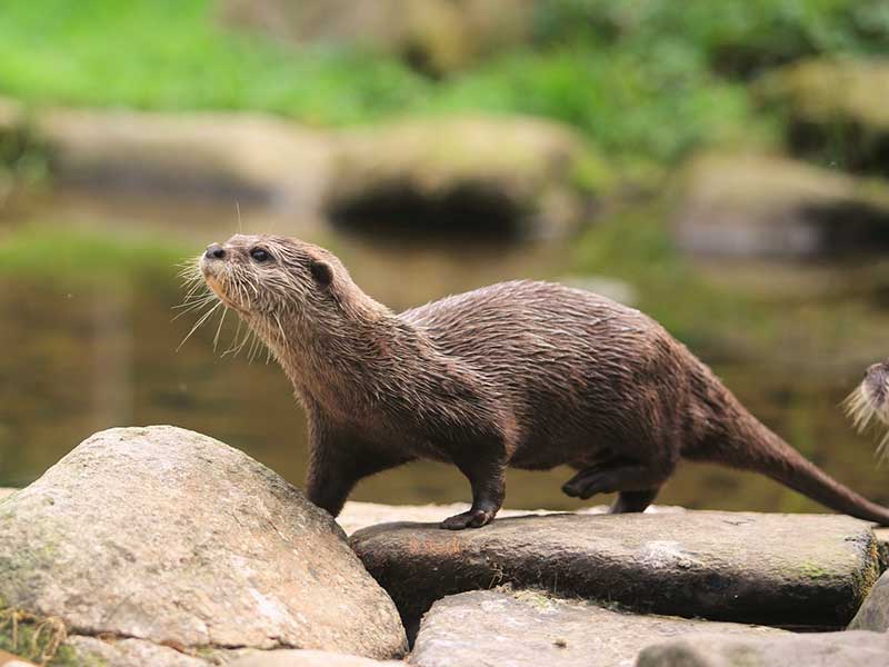 zoo champrepus loutre 2
