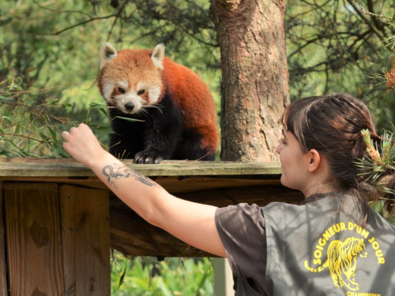 zoo champrepus sdj panda 800x600