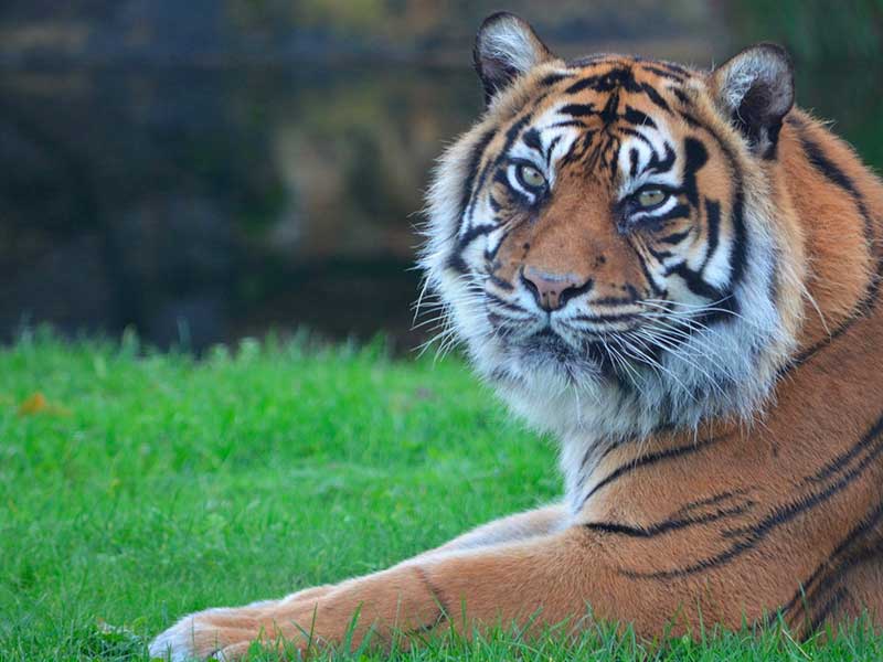 zoo champrepus soigneur dun jour adulte tigre