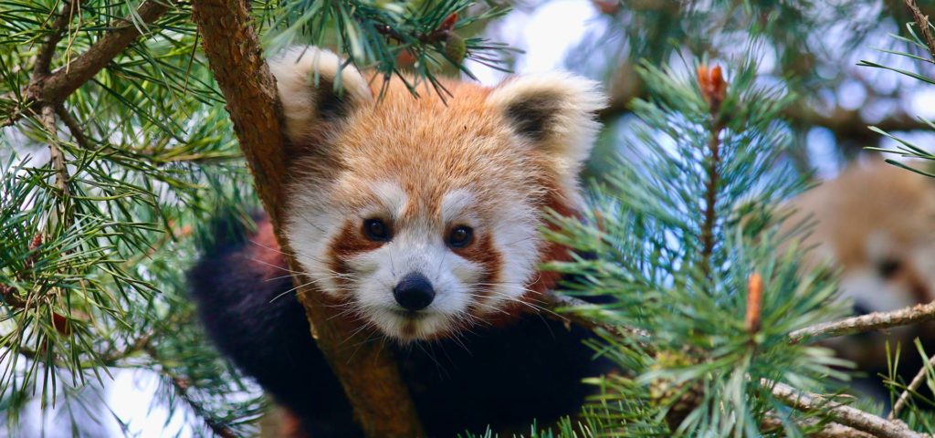 champrepus panda roux