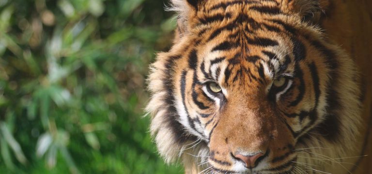 champrepus tigre