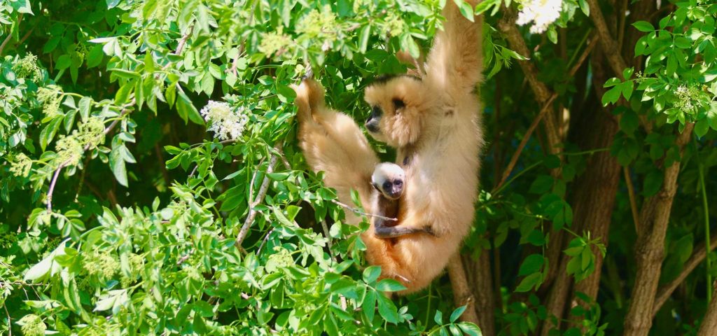 zoo champrepus bebe gibbon