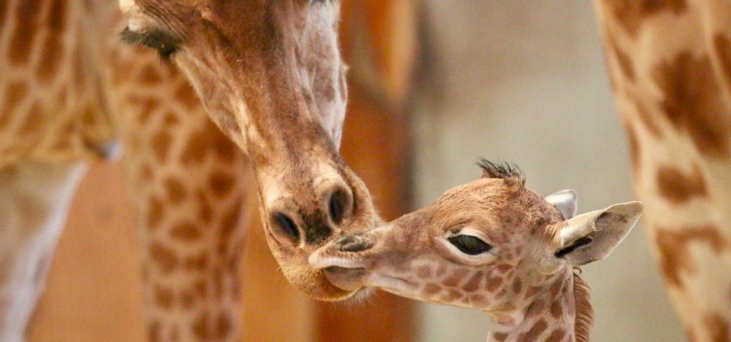 zoo champrepus bebe girafon