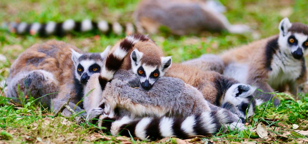 Des Maki-Cattas au Zoo de Champrepus