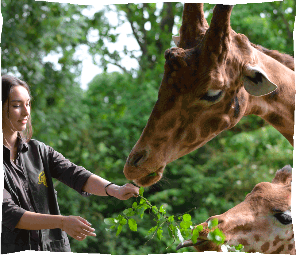 zoo champrepus avec les girafes experiences