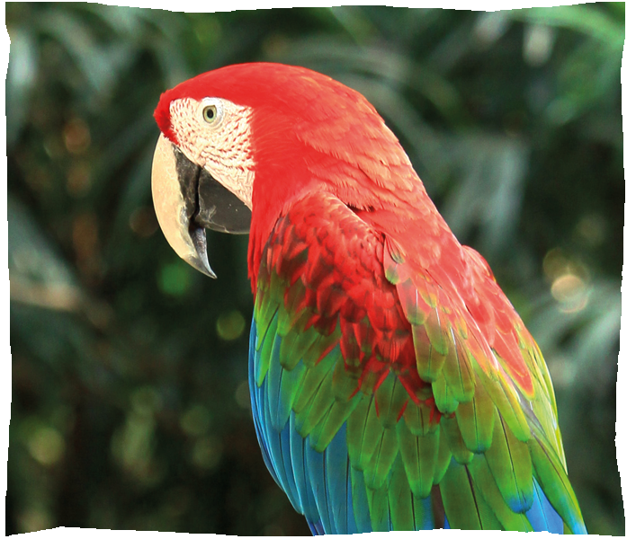 ara chloroptere