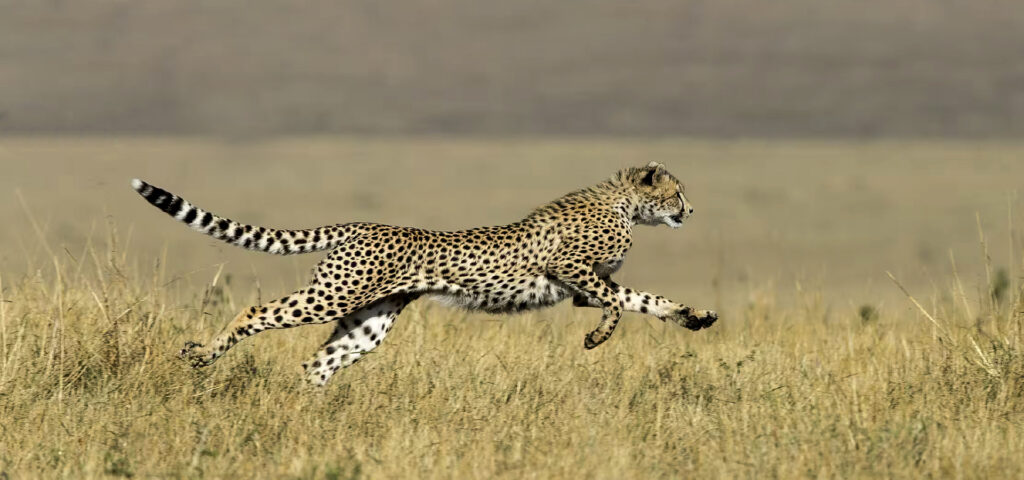 bandeau guepard