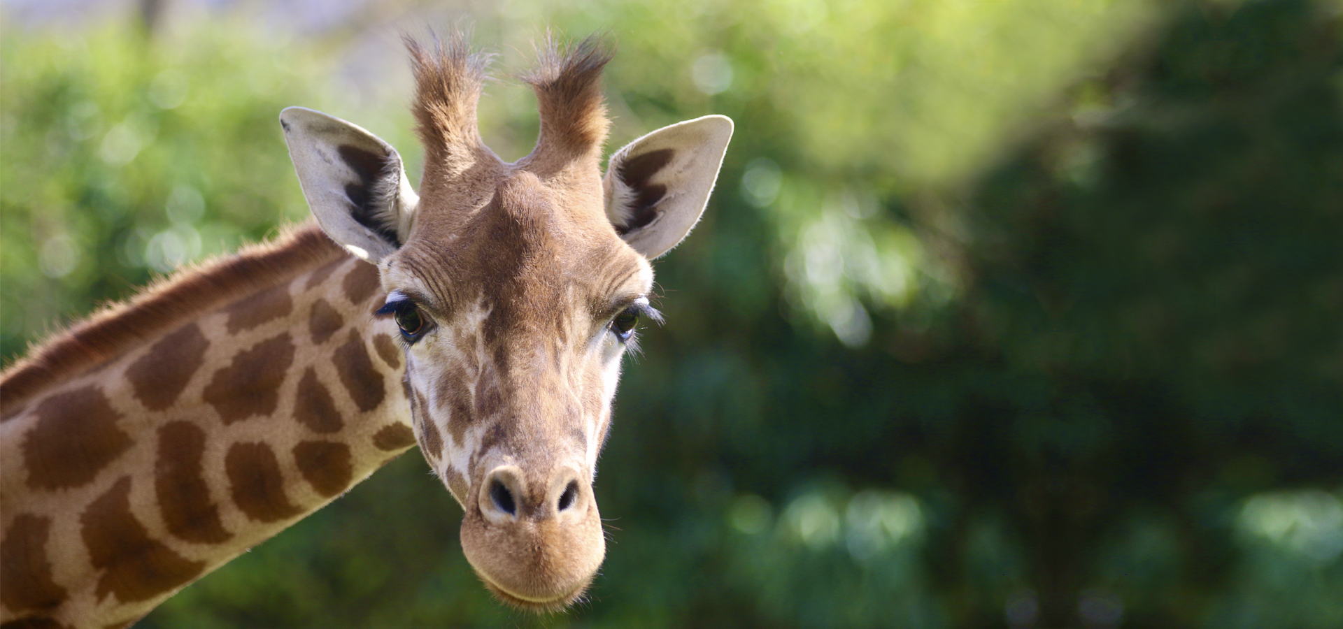 bandeau internet girafe 2