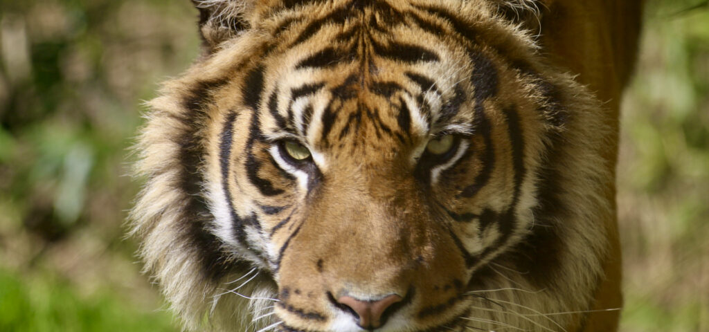 bandeau internet tigre