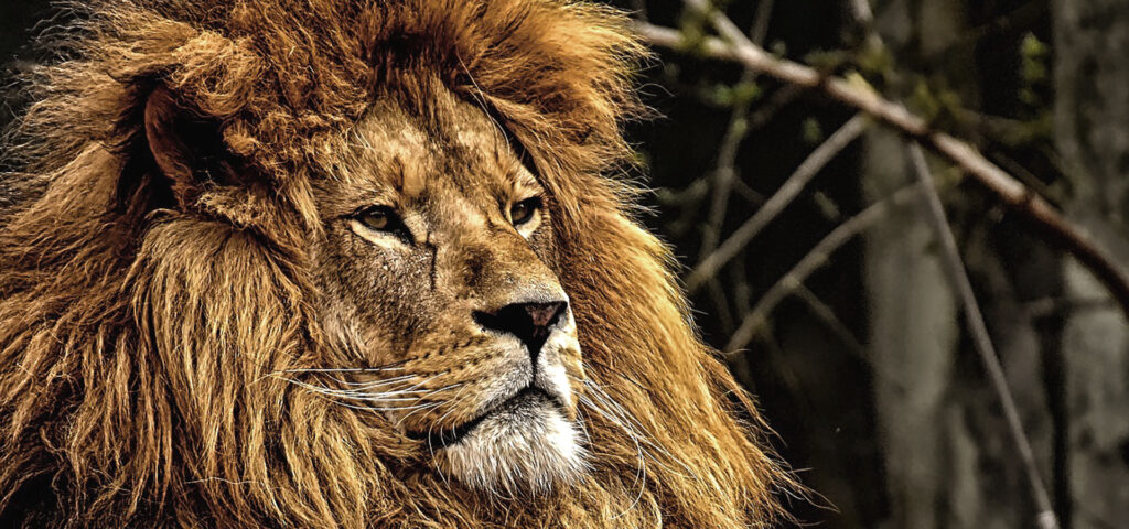 bandeau lion