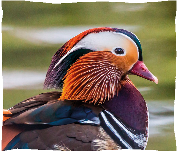 canard mandarin