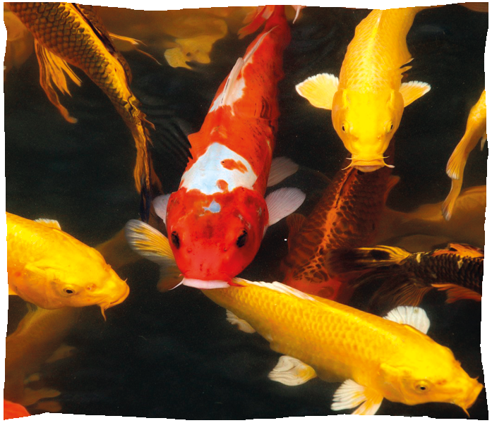 carpe koi