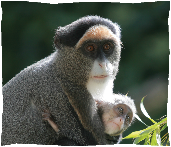 cercopitheque de brazza