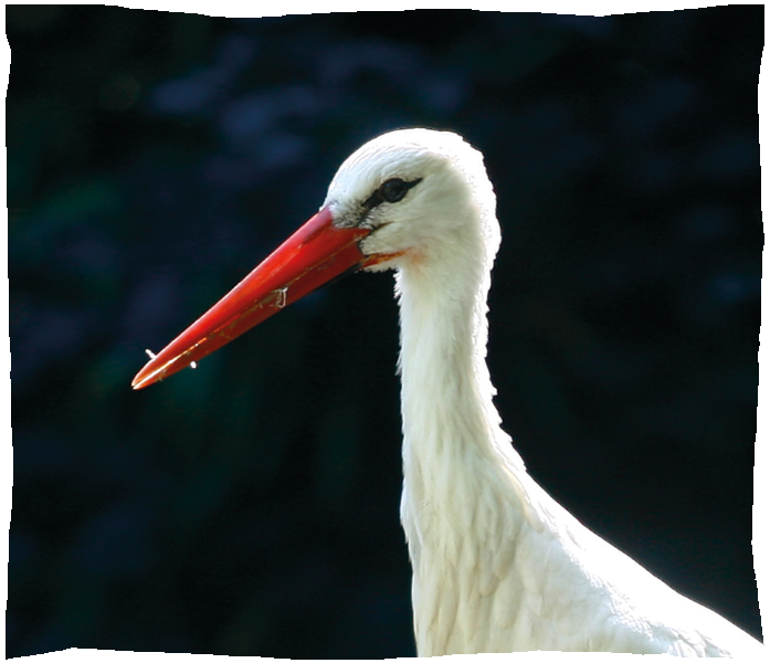cigogne