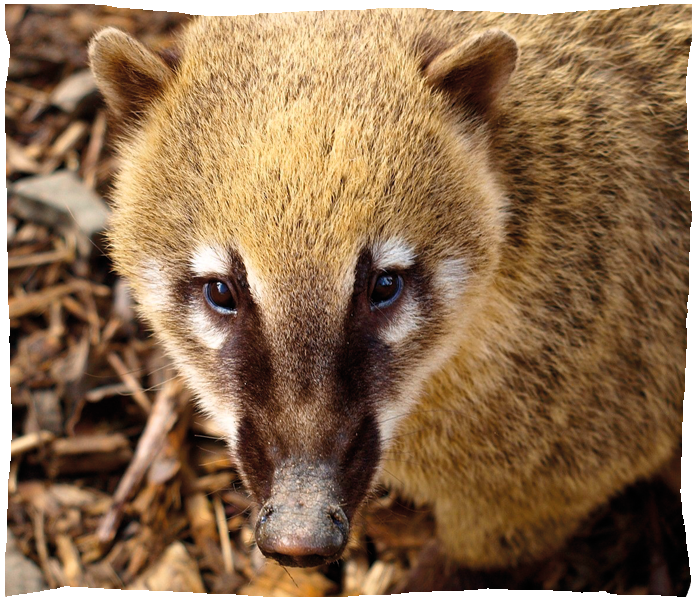 coatis