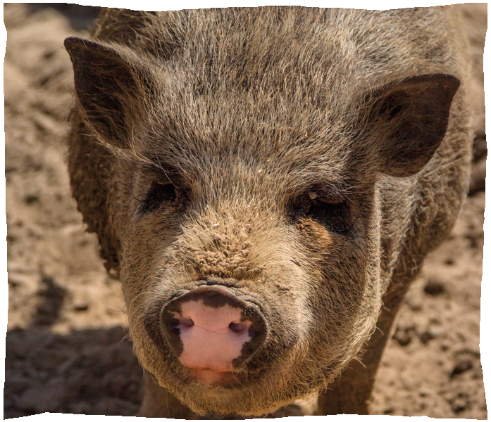 cochon