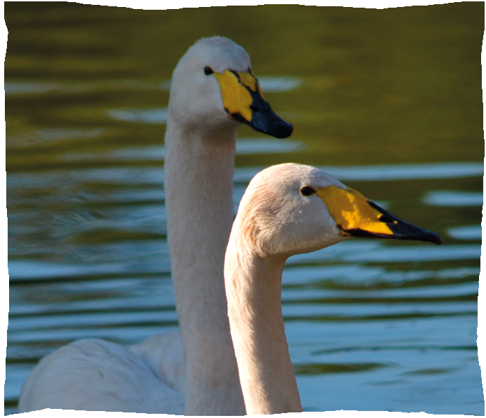 cygne chanteur