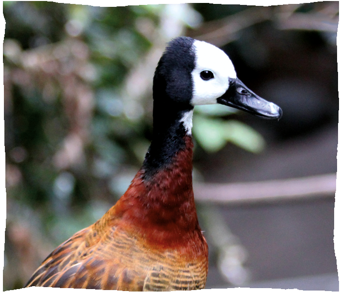 dendrocygne veuf