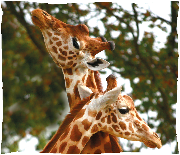 girafe
