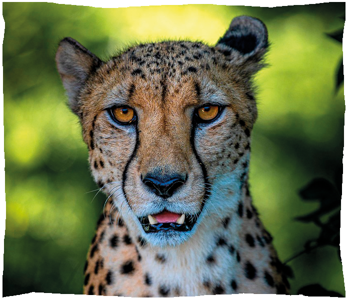 guepard