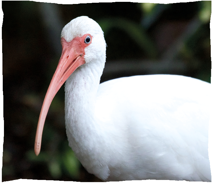 ibis blanc