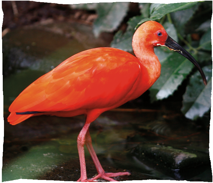 ibis rouge