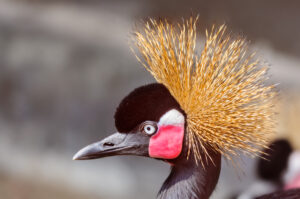 close up portrait of crowned crane, balearica pavonina, copy spa