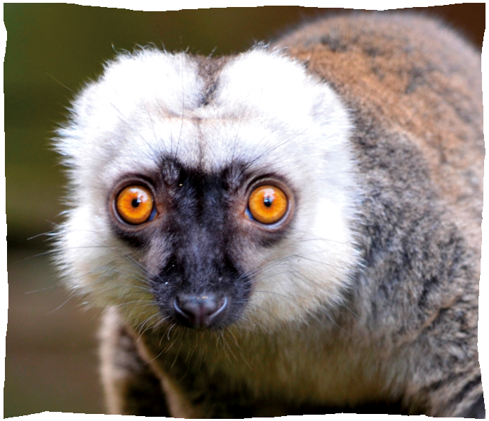 lemur a front blanc