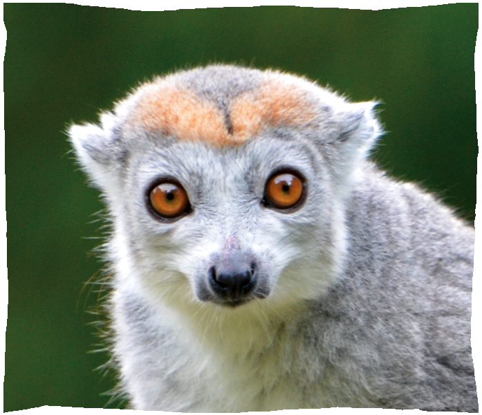lemur couronne