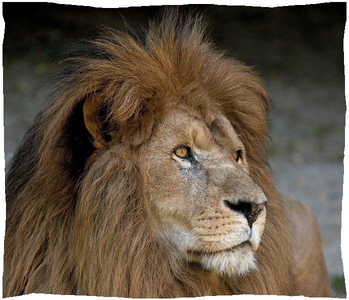 lion