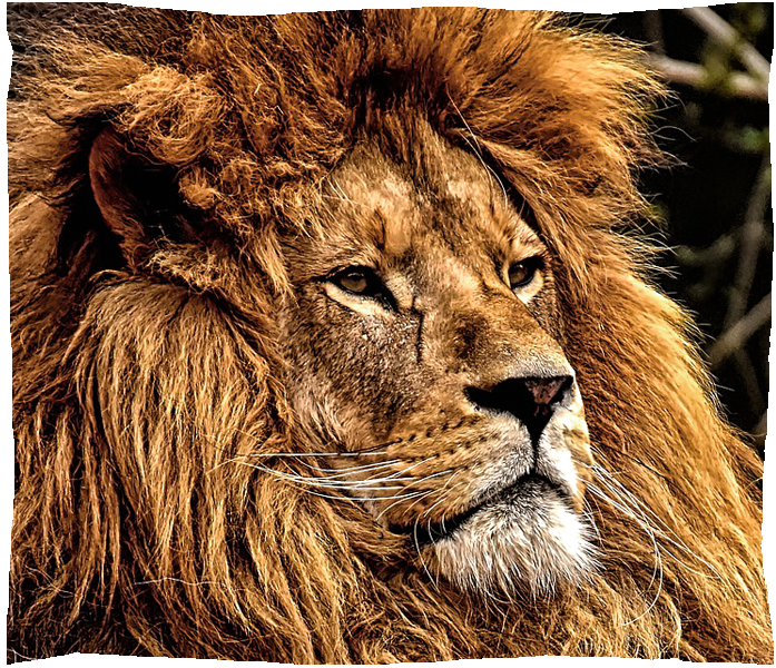 lion