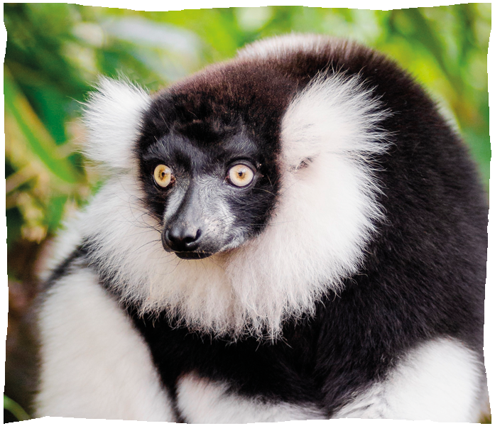 maki vari noir et blanc
