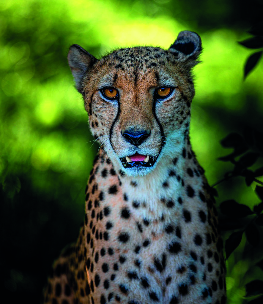 photo guepard