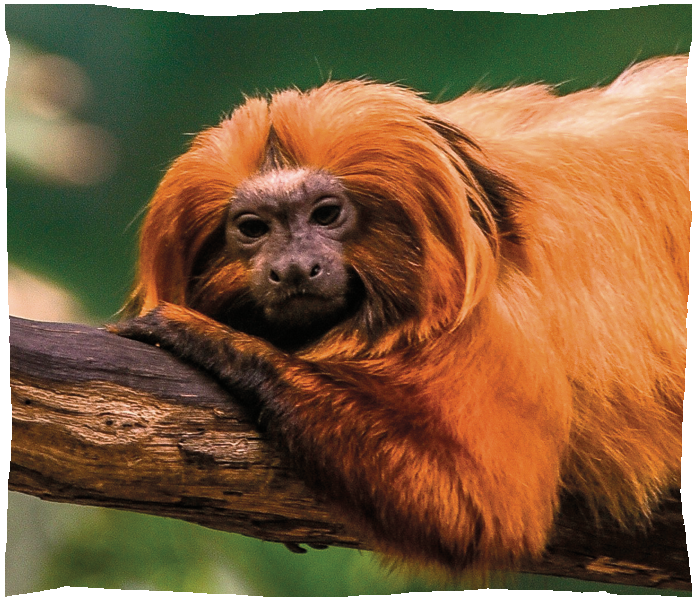 tamarin