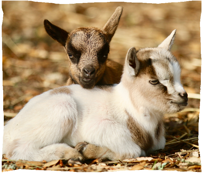 zoo de champrepus bebe chevre