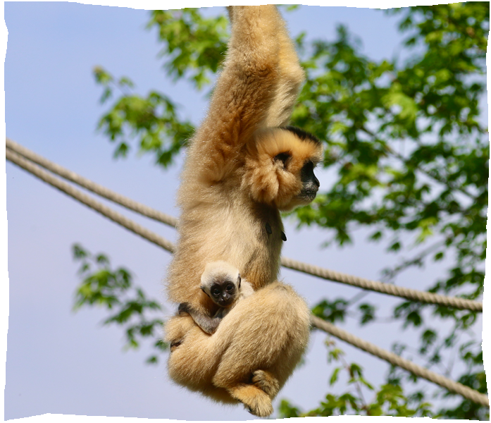 zoo de champrepus bebe gibon