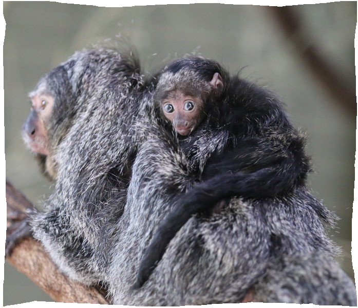ZOO DE CHAMPREPUS - BEBE SAKI zoo de champrepus bebe saki