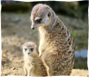 zoo de champrepus bebe suricate