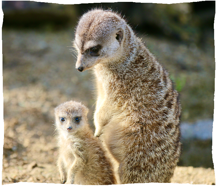 zoo de champrepus bebe suricate