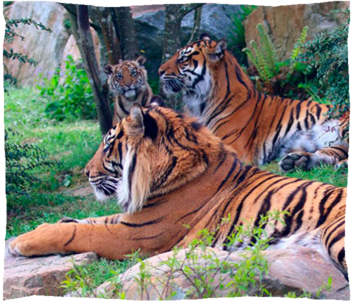 zoo de champrepus bebe tigre