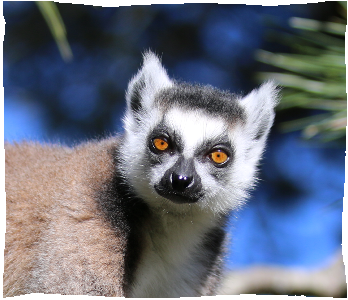 zoo de champrepus maki catta 3