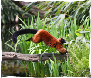 zoo de champrepus maki vari roux