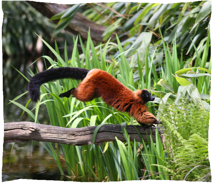 zoo de champrepus maki vari roux
