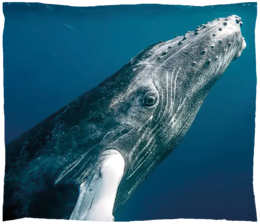 baleine a bosse