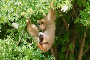 bebe gibbon ok 960x640