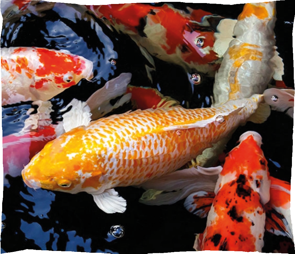 carpe koi cadre photo