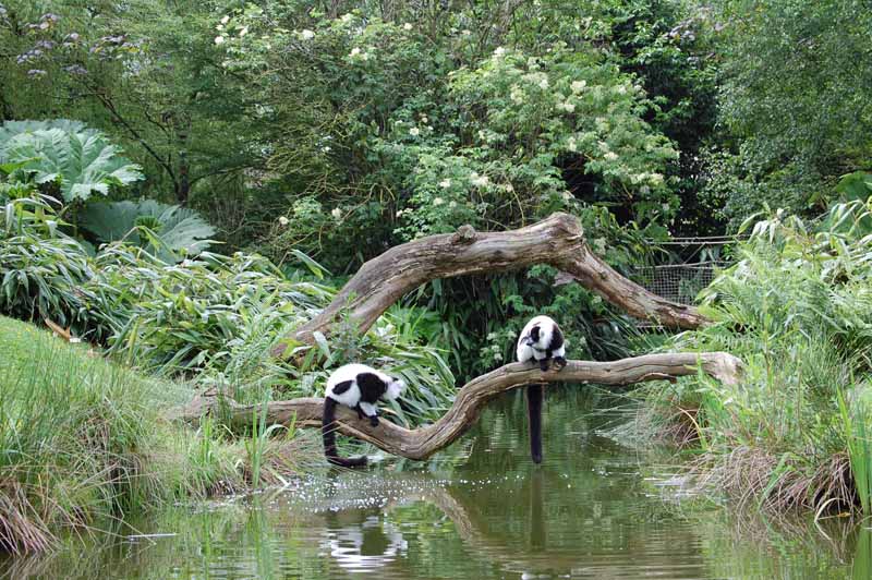 champrepus parc zoologique et paysager ile des makis vari blanc et noir y.lebreton 3