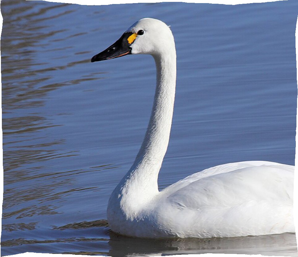cygne siffelur cadre photo