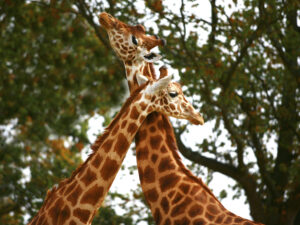 girafe 2